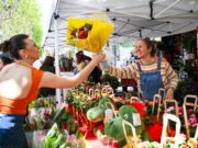 Mataró prepara l’obertura del termini per sol·licitar parades de venda de roses i llibres per Sant Jordi
