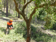 La Diputació obre la convocatòria dels 29s Premis de Prevenció d’Incendis Forestals