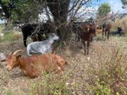 Mataró consolida el seu model de silvopastura per a la protecció contra incendis