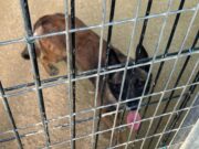 Troben un gos al refugi de Mataró i sospiten que el van llançar per la tanca