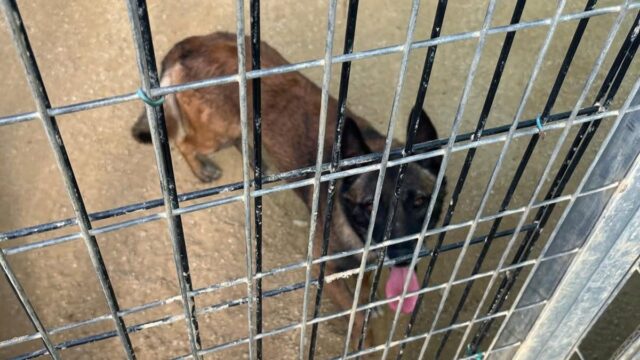 Imatge del gos trobat a Cal Pilé, Mataró (Societat Protectora d'Animals de Mataró)